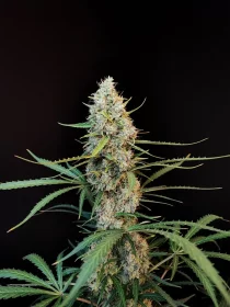 Fast Buds Original Jack Herer AUTO - 3 autoflowering Samen