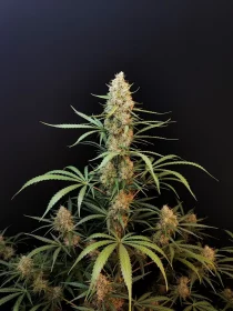 Fast Buds Original Jack Herer AUTO - 3 autoflowering Samen