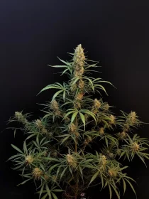 Fast Buds Original Jack Herer AUTO - 3 autoflowering Samen