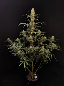 Fast Buds Original Jack Herer AUTO - 3 autoflowering Samen