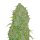 Fast Buds Original Jack Herer AUTO - 3 autoflowering Samen