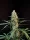 Fast Buds Original Jack Herer AUTO - 3 autoflowering Samen