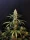 Fast Buds Original Jack Herer AUTO - 3 autoflowering Samen