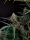 Fast Buds Original Jack Herer AUTO - 3 autoflowering Samen