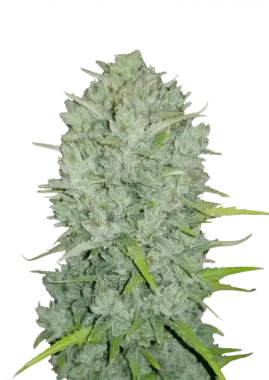 Fast Buds Original Northern Lights AUTO - 3 automatisierte Samen