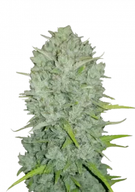 Fast Buds Original Northern Lights AUTO - 3 autoflowering Samen