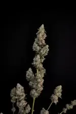 Fast Buds Original Northern Lights AUTO - 3 autoflowering Samen