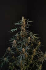 Fast Buds Original Northern Lights AUTO - 3 autoflowering Samen