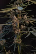 Fast Buds Original Northern Lights AUTO - 3 autoflowering Samen