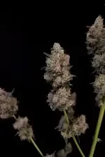 Fast Buds Original Northern Lights AUTO - 3 autoflowering Samen