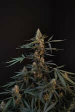 Fast Buds Original Northern Lights AUTO - 3 autoflowering Samen