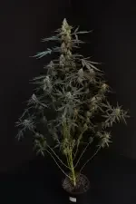 Fast Buds Original Northern Lights AUTO - 3 autoflowering Samen