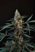 Fast Buds Original Northern Lights AUTO - 3 automatisierte Samen