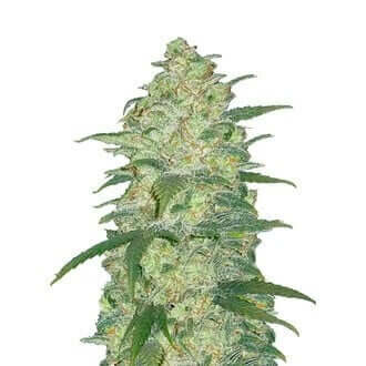 Fast Buds Original White Widow AUTO - 3 autoflowering Samen