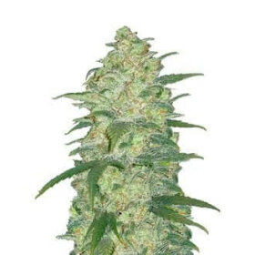 Fast Buds Original White Widow AUTO - 3 automated seeds