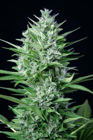 Fast Buds Original White Widow AUTO - 3 automated seeds