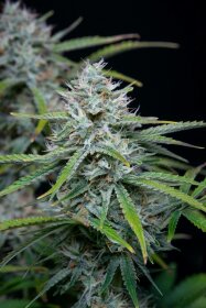 Fast Buds Original White Widow AUTO - 3 autoflowering Samen