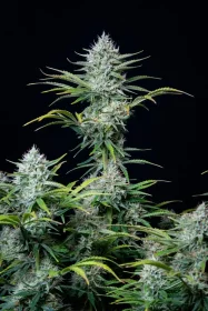 Fast Buds Original White Widow AUTO - 3 autoflowering Samen