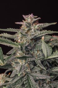 Fast Buds Original White Widow AUTO - 3 automatisierte Samen