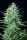 Fast Buds Original White Widow AUTO - 3 autoflowering Samen