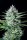 Fast Buds Original White Widow AUTO - 3 autoflowering Samen