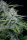 Fast Buds Original White Widow AUTO - 3 autoflowering Samen