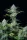 Fast Buds Original White Widow AUTO - 3 autoflowering Samen