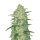 Fast Buds Original White Widow AUTO - 3 automatisierte Samen