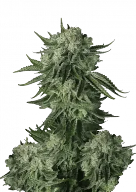 Fast Buds Original Moby Dick AUTO - 3 automatisierte Samen