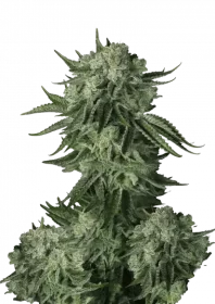 Fast Buds Original Moby Dick AUTO - 3 autoflowering Samen