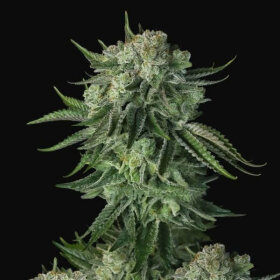 Fast Buds Original Moby Dick AUTO - 3 autoflowering Samen