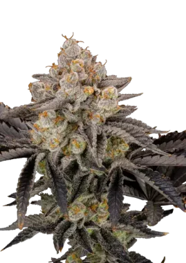 Fast Buds Gorilla Cookies Fastflowering - 3 autoflowering...