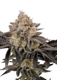 Fast Buds Gorilla Cookies FF - 3 feminized seeds