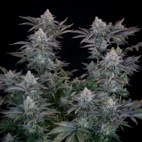 Fast Buds Gorilla Cookies Fastflowering - 3 autoflowering Samen