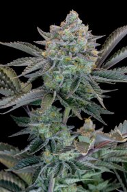 Fast Buds Gorilla Cookies Fastflowering - 3 autoflowering Samen