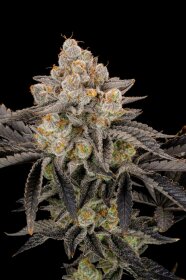 Fast Buds Gorilla Cookies Fastflowering - 3 autoflowering Samen