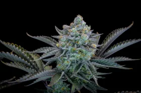 Fast Buds Gorilla Cookies Fastflowering - 3 autoflowering Samen