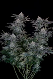 Fast Buds Gorilla Cookies FF - 3 feminisierte Samen