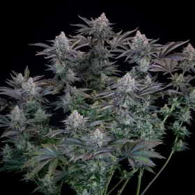 Fast Buds Gorilla Cookies FF - 3 feminisierte Samen