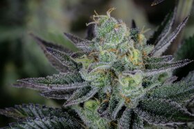 Fast Buds Gorilla Cookies FF - 3 feminisierte Samen