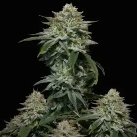 Fast Buds Gorilla Cookies FF - 3 feminisierte Samen