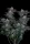 Fast Buds Gorilla Cookies Fastflowering - 3 autoflowering Samen