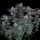 Fast Buds Gorilla Cookies Fastflowering - 3 autoflowering Samen