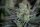 Fast Buds Gorilla Cookies Fastflowering - 3 autoflowering Samen