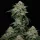 Fast Buds Gorilla Cookies Fastflowering - 3 autoflowering Samen