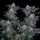 Fast Buds Gorilla Cookies FF - 3 feminisierte Samen