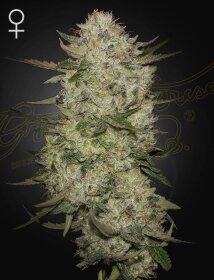 Green House Seed Co HighCloudZ AUTO - 3 automated seeds