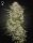 Green House Seed Co HighCloudZ AUTO - 3 autoflowering Samen