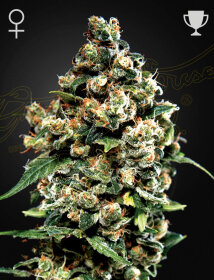 Green House Seed Co Jack Herer - 3 feminized seeds