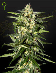 Green House Seed Co Jack Herer AUTO - 3 automated seeds